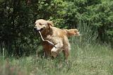 GOLDEN RETRIEVER 1154